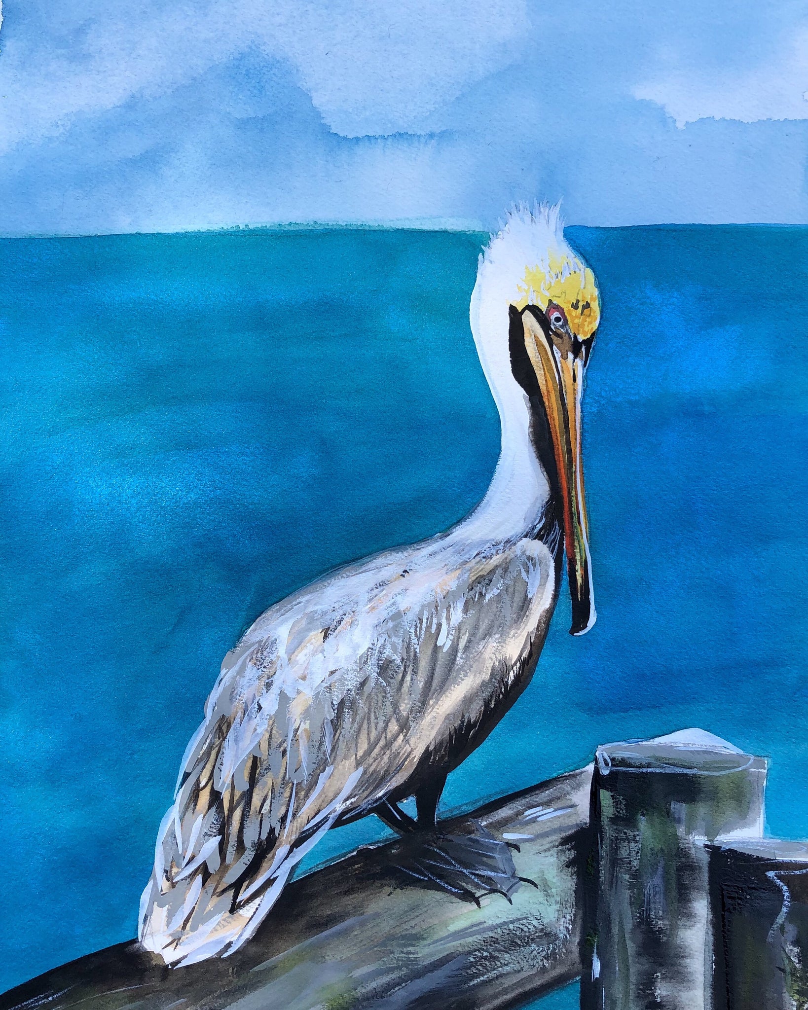 Brown Pelican