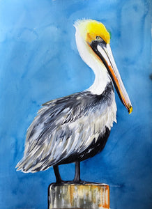 Brown Pelican