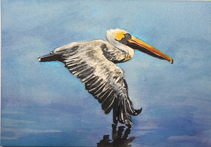 Brown Pelican