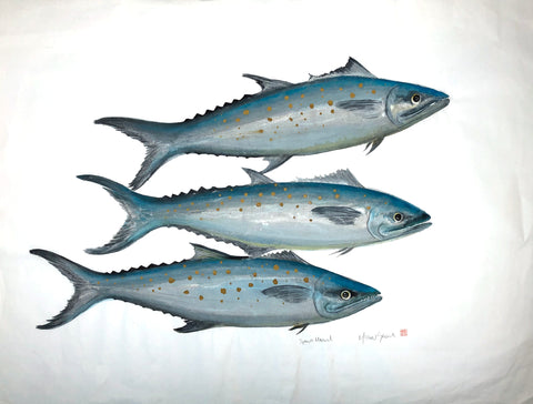 Spanish Mackerel