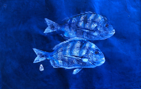 Sheepshead Fish on Blue